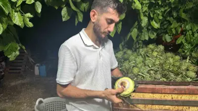 Türkiye’de enginar üretiminde İzmir’in ardından ikinci sırada yer alan Bursa’da,