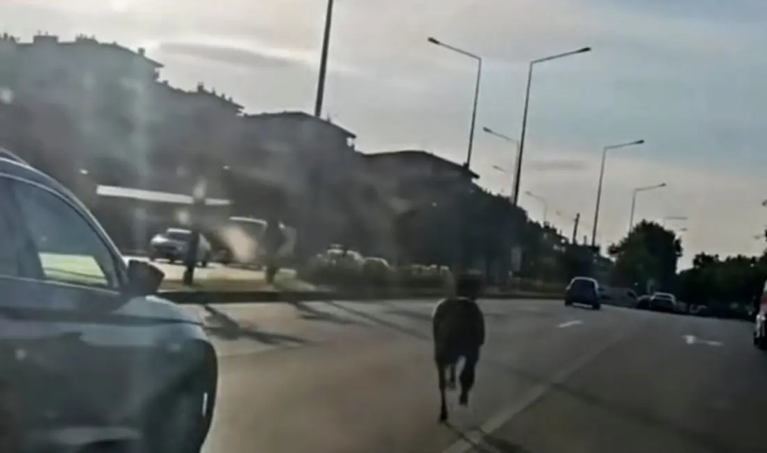 Bursa’da ana yola çıkan başıboş at, trafikte tehlikeli anların yaşanmasına