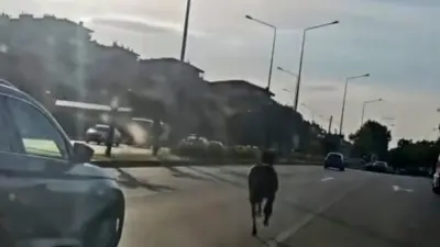 Bursa’da ana yola çıkan başıboş at, trafikte tehlikeli anların yaşanmasına