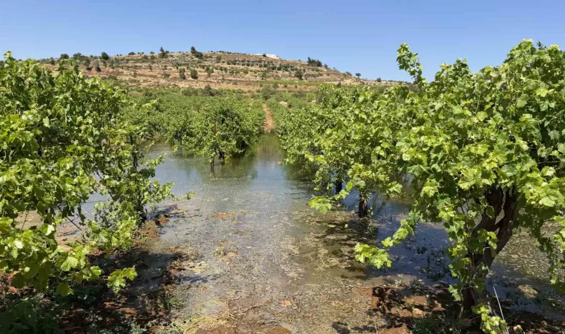 İsrail’in işgalini sürdürdüğü Batı Şeria’da yasa dışı İsrailli yerleşimciler, Beyt