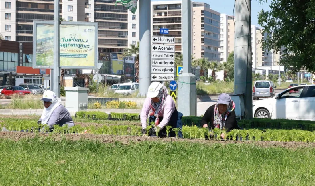 Osmangazi Belediyesi, ilçeyi rengarenk çiçeklerle buluşturuyor. Parklar, meydanlar, refüjler ve