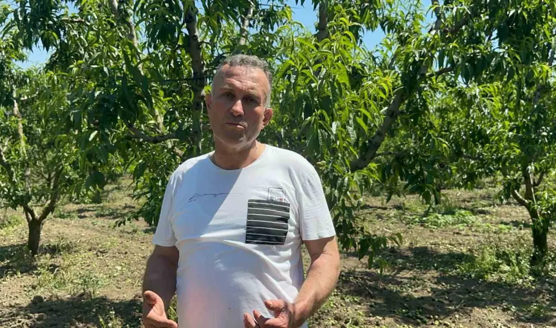 Türkiye’nin şeftali ve nektarin üretiminde önde gelen merkezlerinden olan Bursa’nın