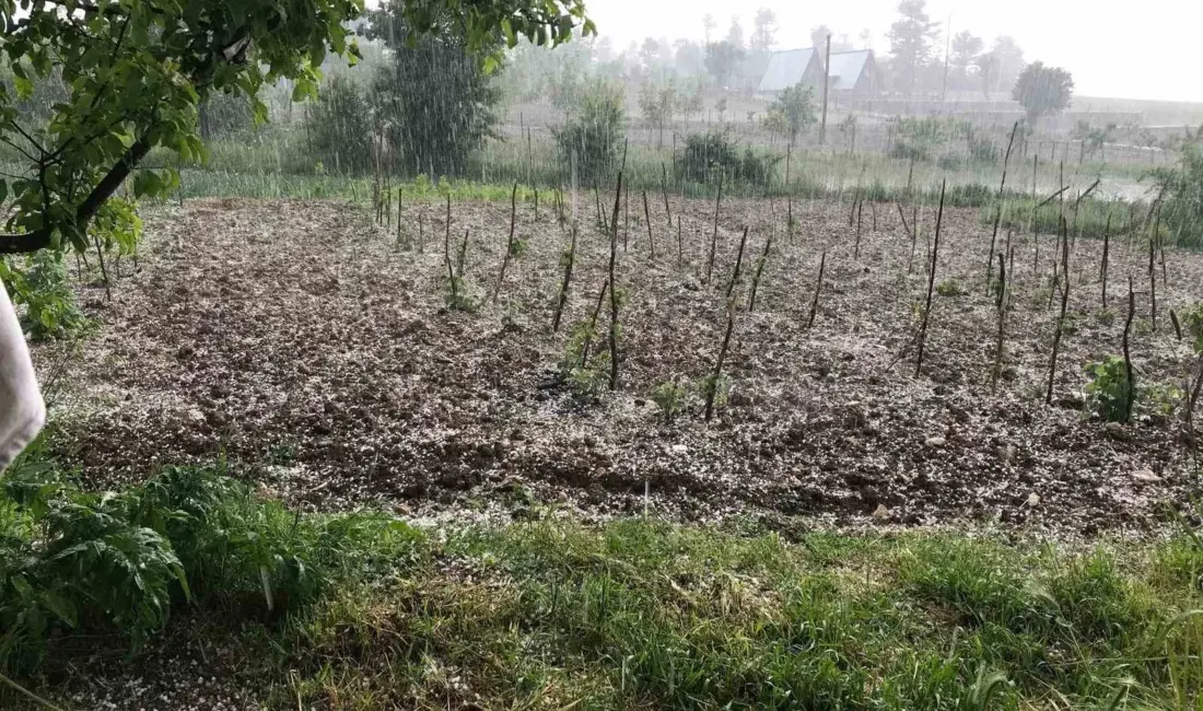 Bursa’nın Keles ilçesinde etkili olan dolu yağışı, tarım arazilerinde zarara