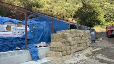 Bursa’da ahırda çıkan ve ormanlık alana sıçrayan yangına ilişkin yürütülen