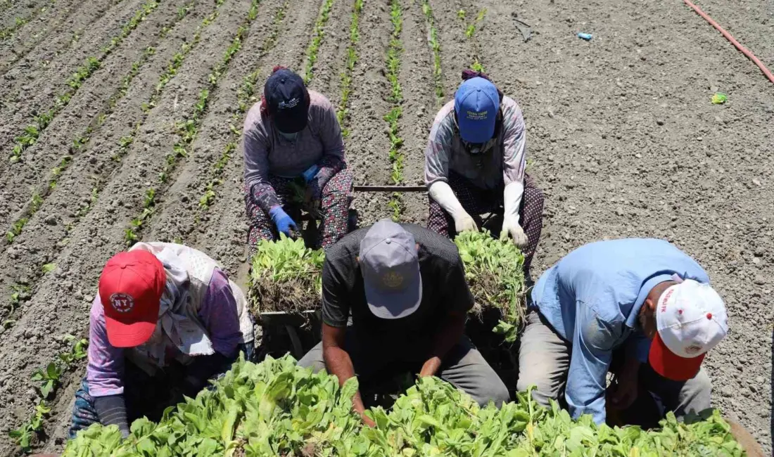 Yargıtay, 4857 sayılı İş Kanunu kapsamı dışında kalan ev hizmetleri