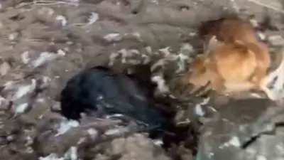 Bursa’nın Mudanya ilçesinde sokak köpeklerinin saldırdığı kümeste yaklaşık 30 tavuk
