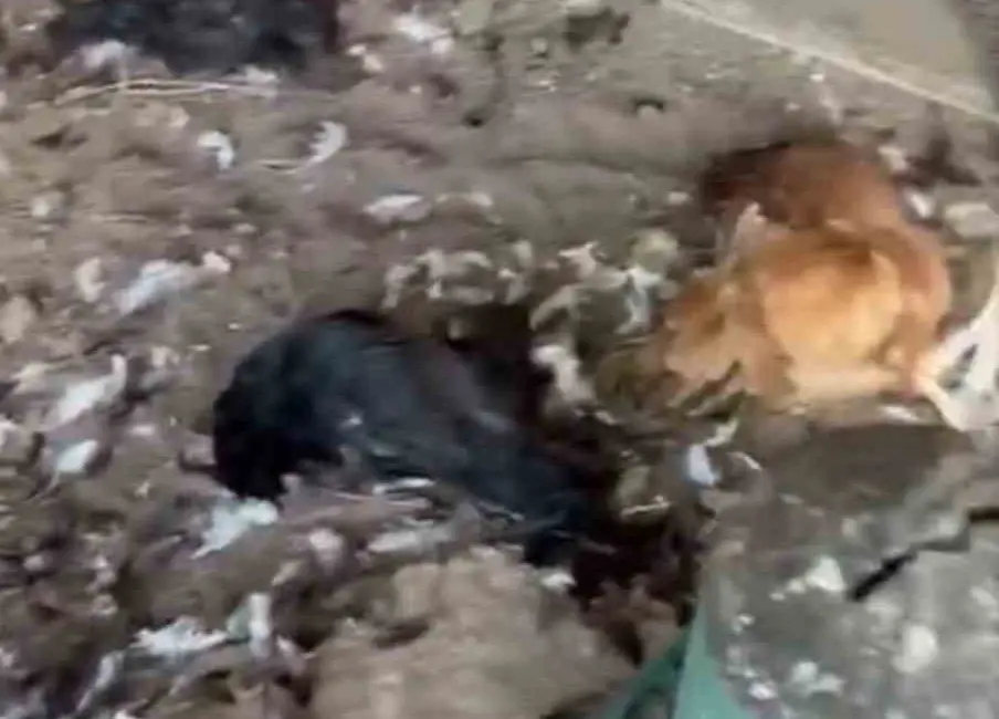 Bursa’nın Mudanya ilçesinde sokak köpeklerinin saldırdığı kümeste yaklaşık 30 tavuk