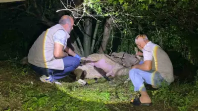 Bursa’nın İnegöl ilçesinde yıldırımın düştüğü ağacın altındaki 6 küçükbaş hayvan