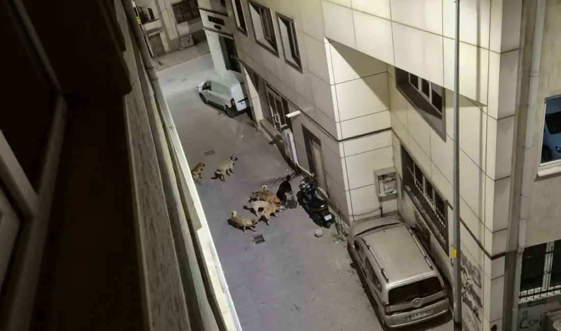 Bursa’nın İnegöl ilçesi Kemalpaşa Mahallesi Yeşil Selvi Sokak’ta gece saatlerinde