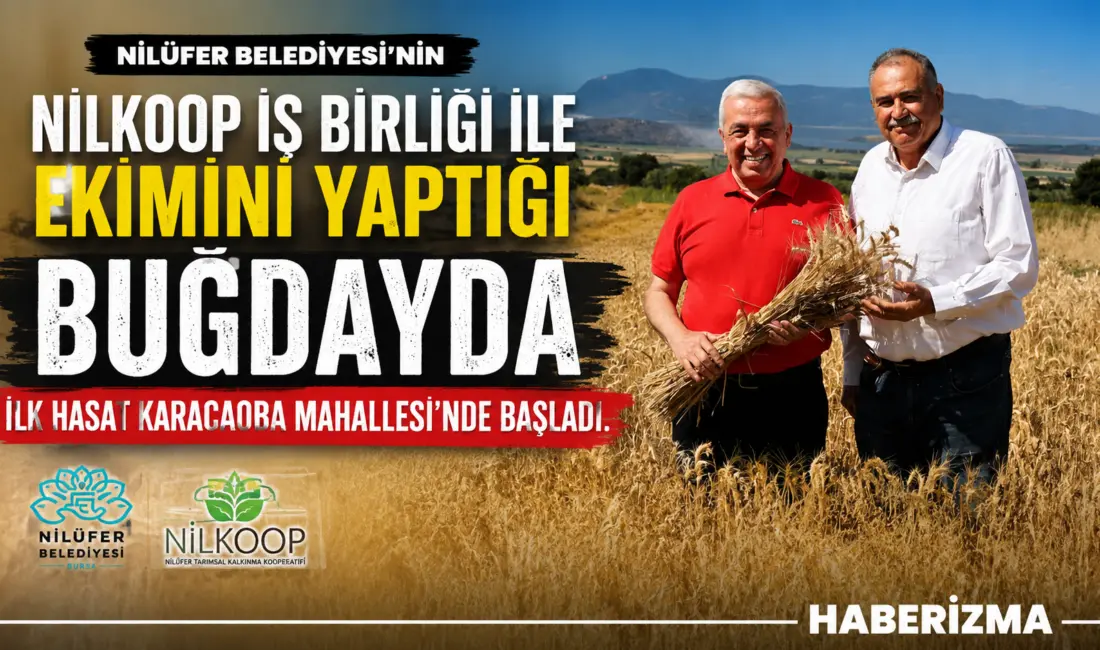 Nilüfer Belediyesi’nin NİLKOOP iş birliği ile ekimini yaptığı buğdayda ilk