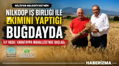 Nilüfer Belediyesi’nin NİLKOOP iş birliği ile ekimini yaptığı buğdayda ilk