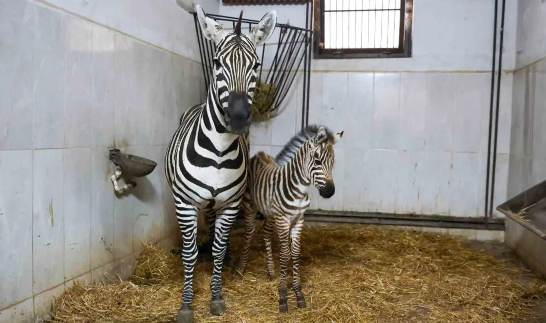 Türkiye’nin en büyük zebra sürüsüne ev sahipliği yapan Bursa Hayvanat
