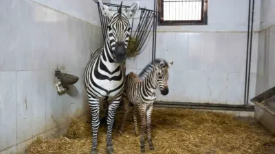 Türkiye’nin en büyük zebra sürüsüne ev sahipliği yapan Bursa Hayvanat