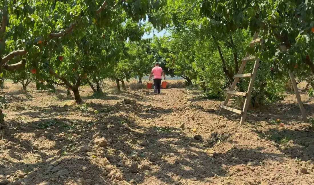 Türkiye’nin önemli meyve üretim merkezlerinden Bursa Ovası’nda şeftali hasadı başladı.