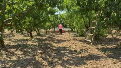 Türkiye’nin önemli meyve üretim merkezlerinden Bursa Ovası’nda şeftali hasadı başladı.