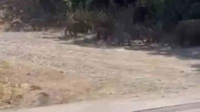 Bursa’da aç kalan domuzlar yerleşim alanları ve mesire alanlarına inerek
