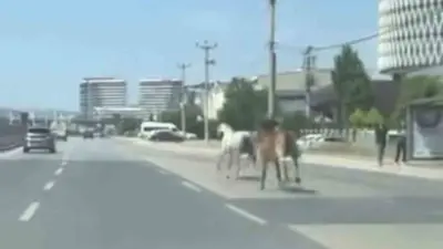 Bursa’da ana yola çıkan başıboş iki at, sürücülere zor anlar