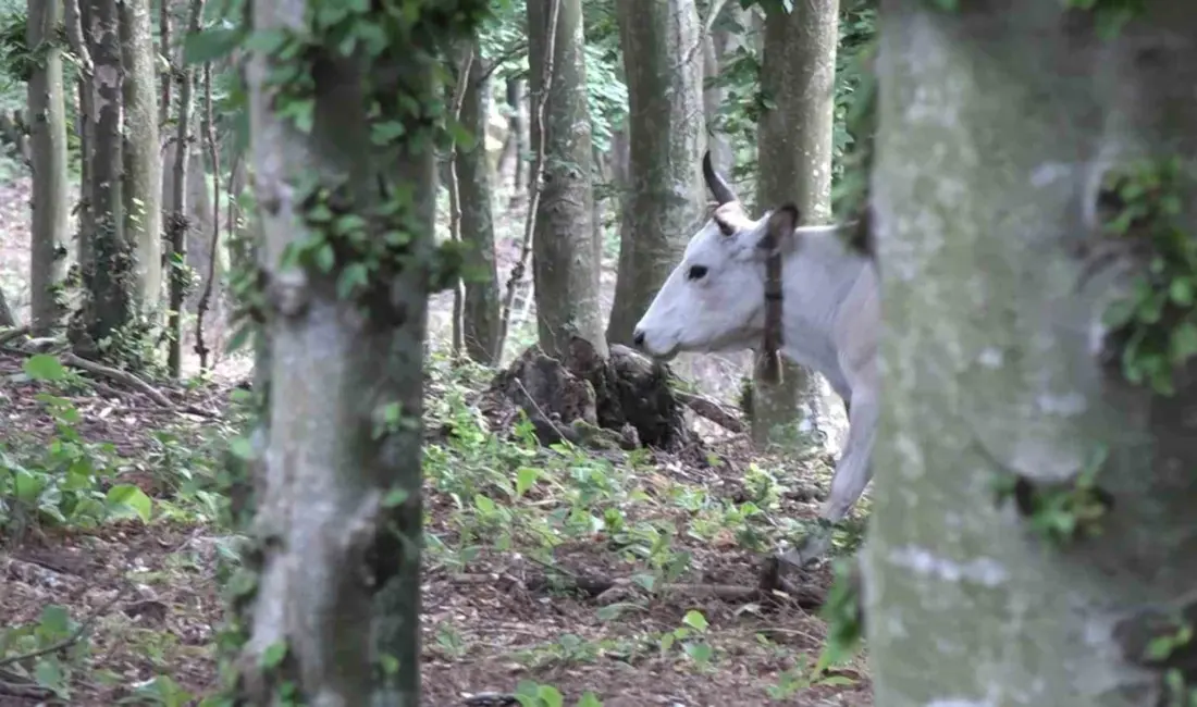 Bursa’nın Karacabey ilçesinde geleneksel hayvancılık yöntemi görenlerin ilgisini çekiyor. Ekmekçi,