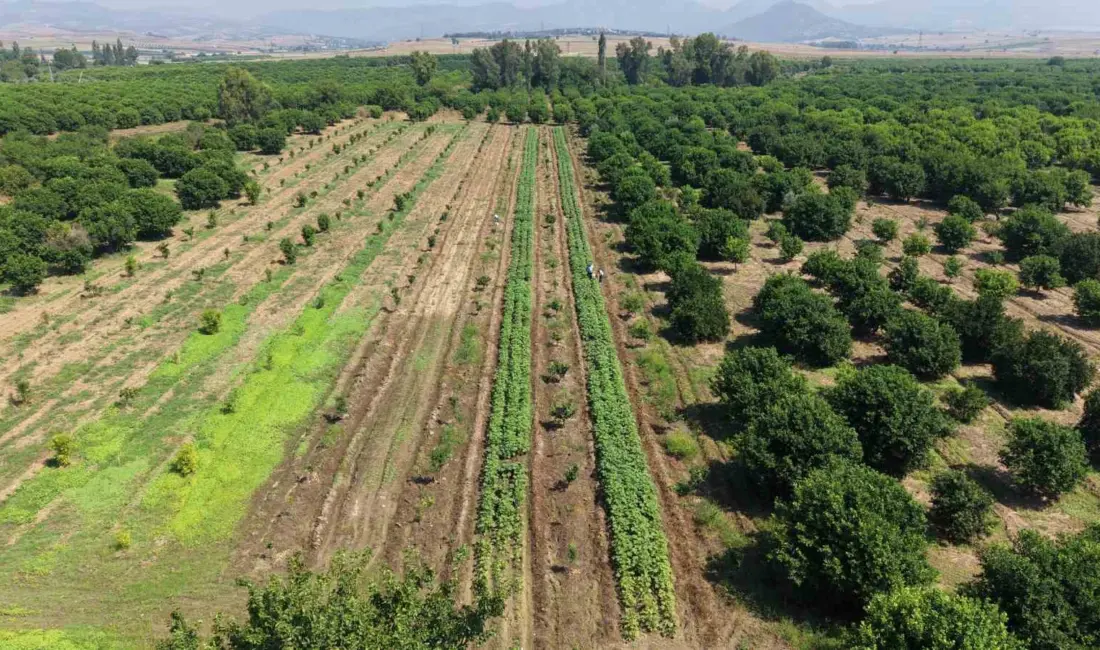 Adana’nın Kozan ilçesinde sezonun ilk bamya hasadı başladı. Bamya tarlada