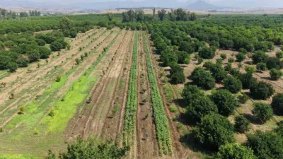 Adana’nın Kozan ilçesinde sezonun ilk bamya hasadı başladı. Bamya tarlada