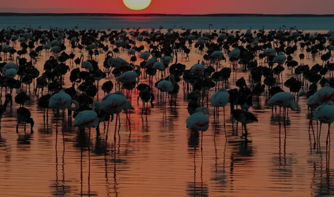 Tuz Gölü'nde flamingo popülasyonu son 5 yılın zirvesine ulaştı. Bakan