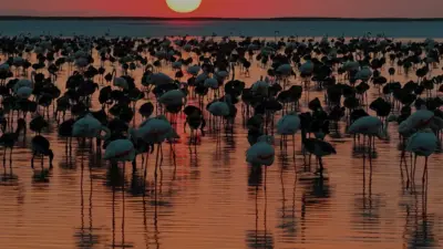 Tuz Gölü'nde flamingo popülasyonu son 5 yılın zirvesine ulaştı. Bakan