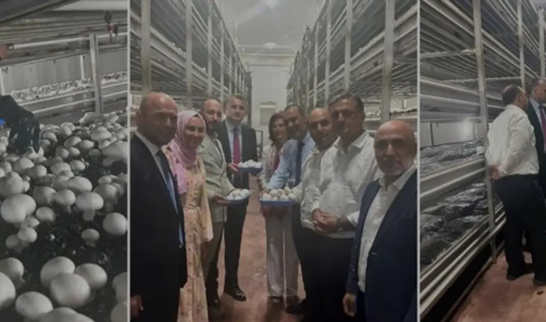 Van'da IPARD desteğiyle kurulan modern mantar üretim tesisi, 53 kişiye