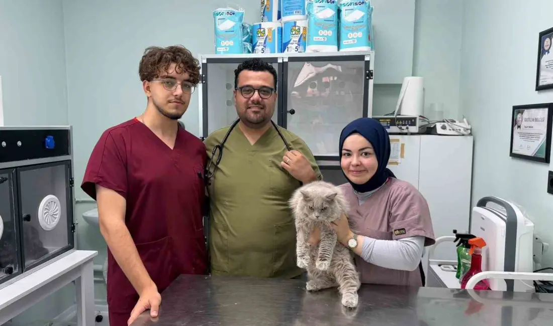 Bursa’da kısırlaştırılmak üzere veteriner kliniğine getirilen sokak kedisi, operasyon öncesinde