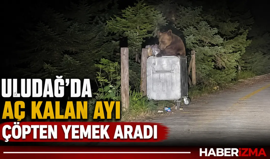 Türkiye’nin önemli turizm merkezlerinden Uludağ Milli Parklar bölgesinde aç kalan