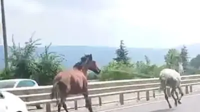 Bursa’nın İnegöl ilçesi Bursa-Ankara karayolu üzerinde başıboş iki at, yoğun