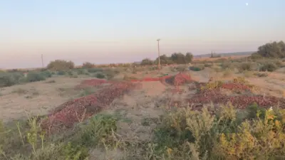 Sosyal medyada domateslerin bazı salça fabrikalarınca kabul edilmediği ve ürünlerin