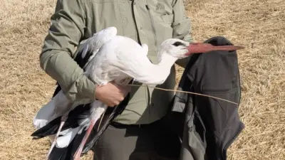 Göç yolculuğu sırasında eşini kaybeden ve vefasıyla görenleri duygulandıran leylek,
