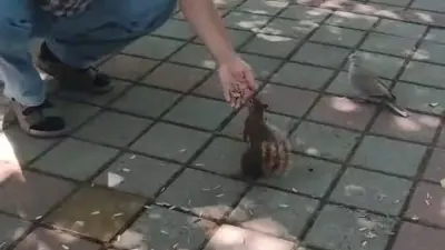 Bursa’nın İnegöl ilçesinde çay bahçesine gelen sincap ve kumru, vatandaşın