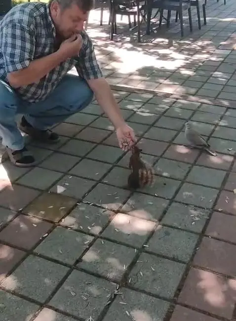 Bursa’nın İnegöl ilçesinde çay bahçesine gelen sincap ve kumru, vatandaşın