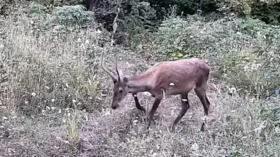Bursa’nın İnegöl ilçe kırsalına kurulan fotokapana ayı ve 2 yavrusu,
