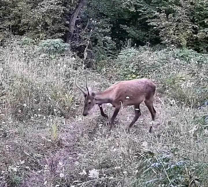 Bursa’nın İnegöl ilçe kırsalına kurulan fotokapana ayı ve 2 yavrusu,