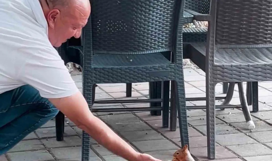 Bursa’nın İnegöl ilçesinde bir çay bahçesine gelen sincap, vatandaşların ilgisini