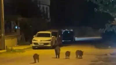 Bursa’nın Karacabey ilçesinde yerleşim alanına giren yaban domuzları, vatandaşların hayretli