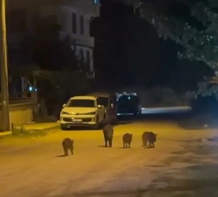 Bursa’nın Karacabey ilçesinde yerleşim alanına giren yaban domuzları, vatandaşların hayretli