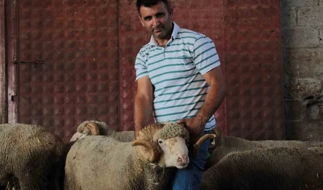 Balıkesir’in Bandırma ilçesindeki Bandırma Koyunculuk Araştırma Enstitüsü bünyesinde gerçekleştirilen açık
