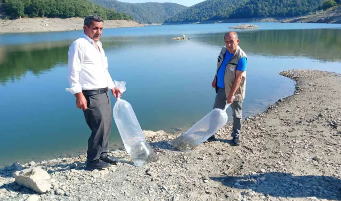 Orhaneli’de bulunan sulama göletlerine sazan yavruları bırakıldı. Bursa’daki 41 ayrı