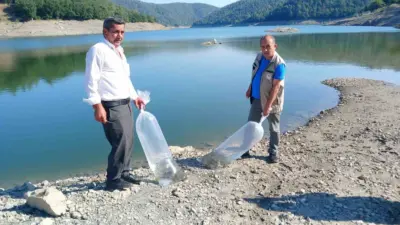 Orhaneli’de bulunan sulama göletlerine sazan yavruları bırakıldı. Bursa’daki 41 ayrı