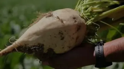 Tarım ve Orman Bakanı İbrahim Yumaklı, pancar üreticilerine Temmuz ayı
