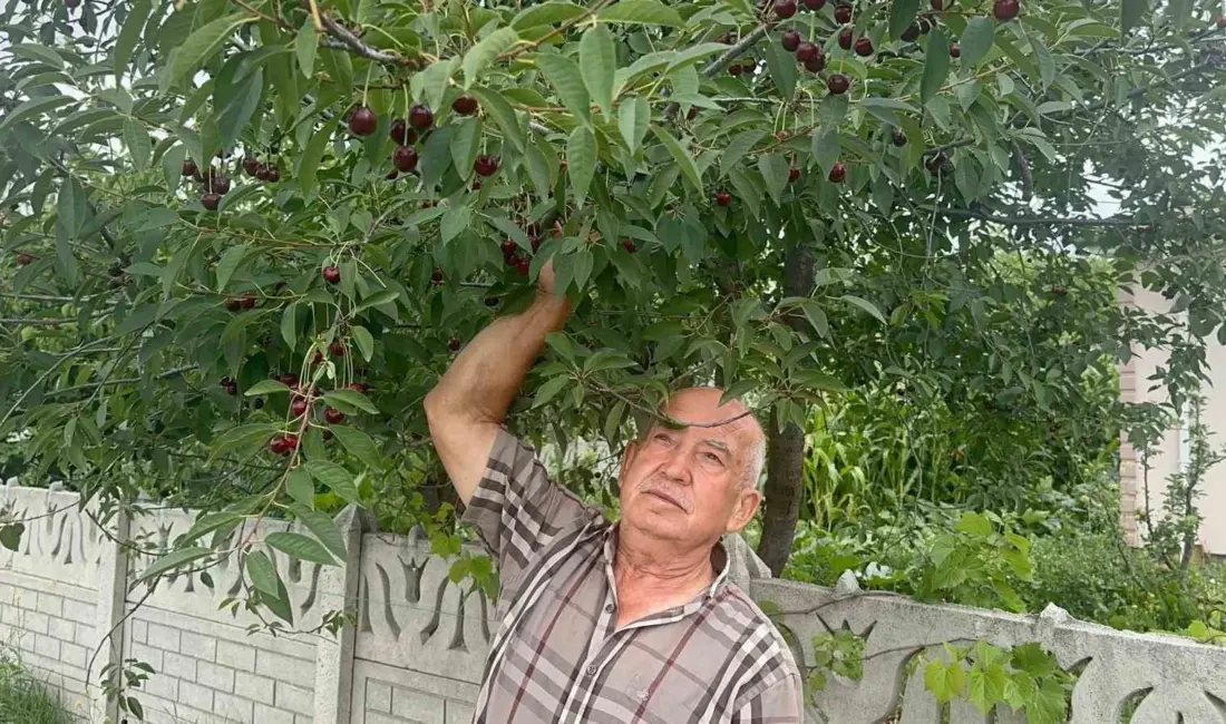Türkiye’nin önemli kiraz ve vişne üretim merkezlerinden Sultandağı-Akşehir havzasında vişne