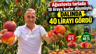 Türkiye’nin şeftali ve nektarin üretiminde önde gelen merkezlerinden Bursa’nın Gürsu