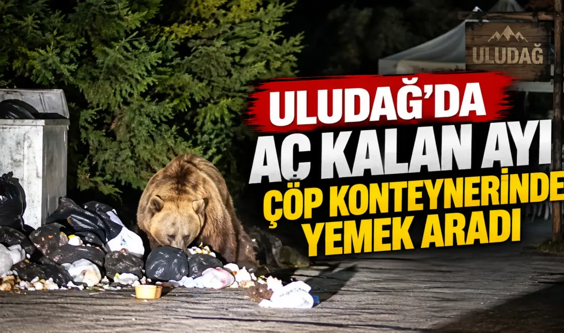 Uludağ’ın Sarıalan bölgesinde yiyecek arayan ayı, çöp konteynerini karıştırarak karnını