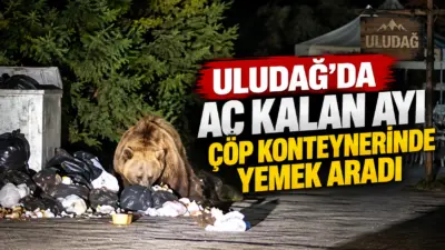 Uludağ’ın Sarıalan bölgesinde yiyecek arayan ayı, çöp konteynerini karıştırarak karnını