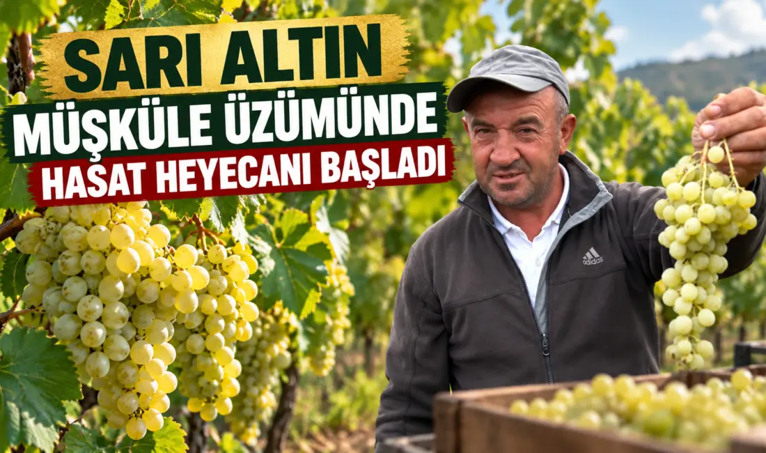 Bursa’nın tarihi İznik ilçesinde “sarı altın” olarak bilinen ve geçmişi
