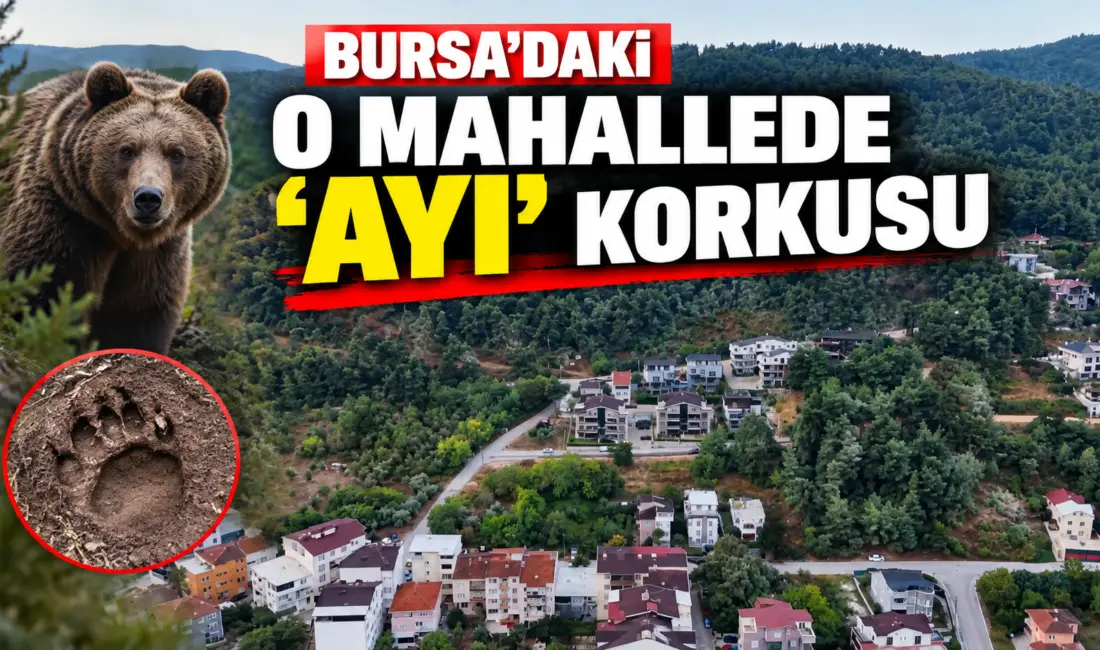 Bursa’nın Nilüfer ilçesine bağlı Çalı Mahallesi’nde, ormanın yakınındaki yerleşim alanında