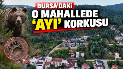 Bursa’nın Nilüfer ilçesine bağlı Çalı Mahallesi’nde, ormanın yakınındaki yerleşim alanında